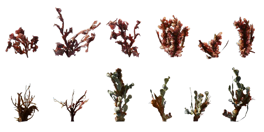 seaweed 008 — Descargar