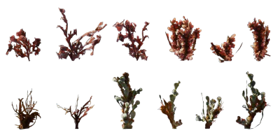 seaweed 008 — Descargar