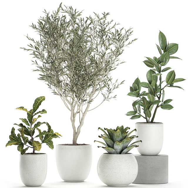 Collection of small ornamental plants in white pots with Olive tree, ficus, croton, bromelia, sapling. Set 676 — Descargar