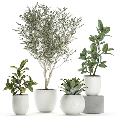 Collection of small ornamental plants in white pots with Olive tree, ficus, croton, bromelia, sapling. Set 676 — Ver 1