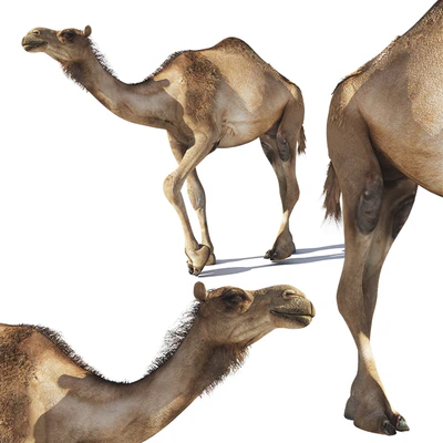 Camel — Ver 1