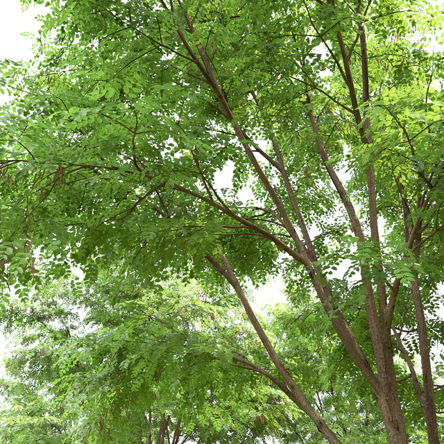Robinia — Скачать