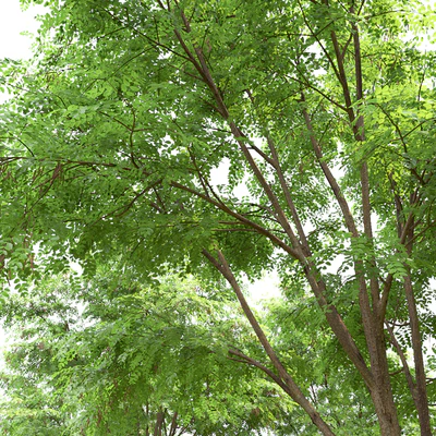 Robinia — Вид 5
