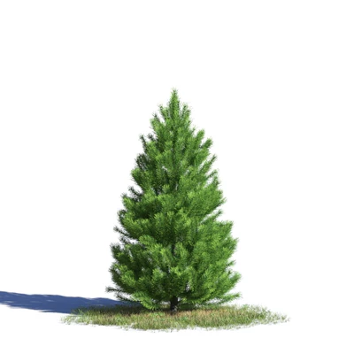coniferous trees 034 — Descargar