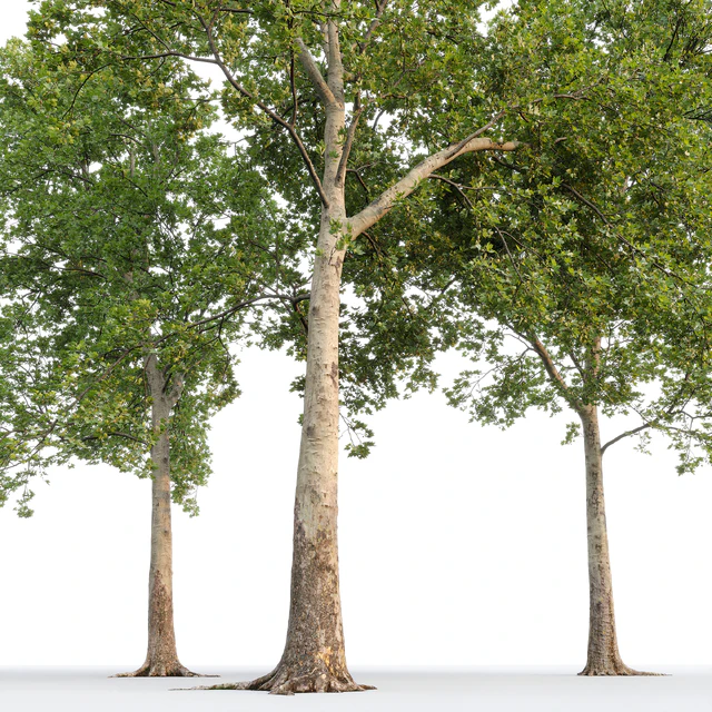 Платан / Sycamore / Platanus #20 — Скачать