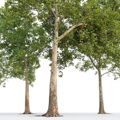 Платан / Sycamore / Platanus #20 — Вид 6