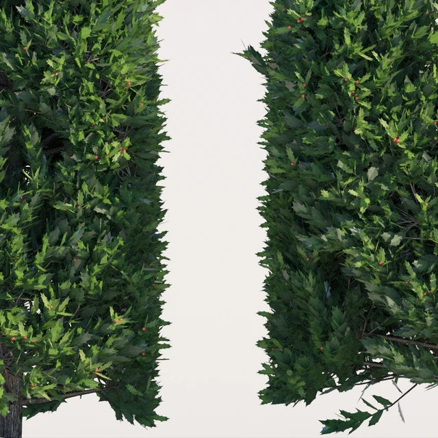 Ilex × aquipernyi Meschik |Dragon Lady Hedge — Скачать