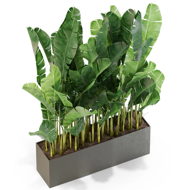 Plants collection 444 — Descargar