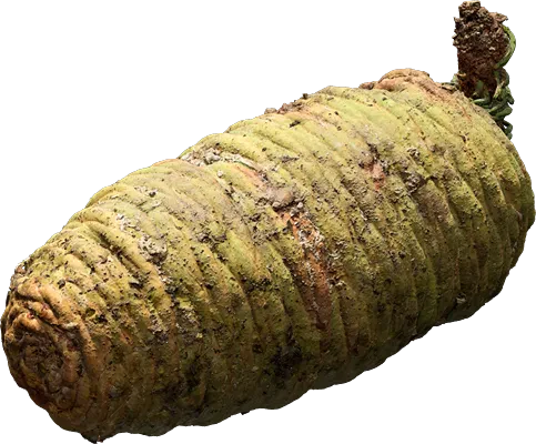 conifer cone 001 — Скачать