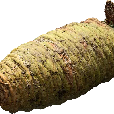 conifer cone 001 — Скачать