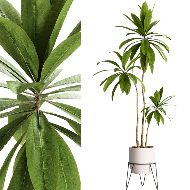Indoor Plants - 25 Plants in pot — Descargar