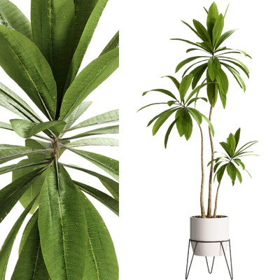 Indoor Plants - 25 Plants in pot — Ver 1