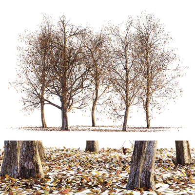 Collection of dry autumn trees 001 — Ver 1