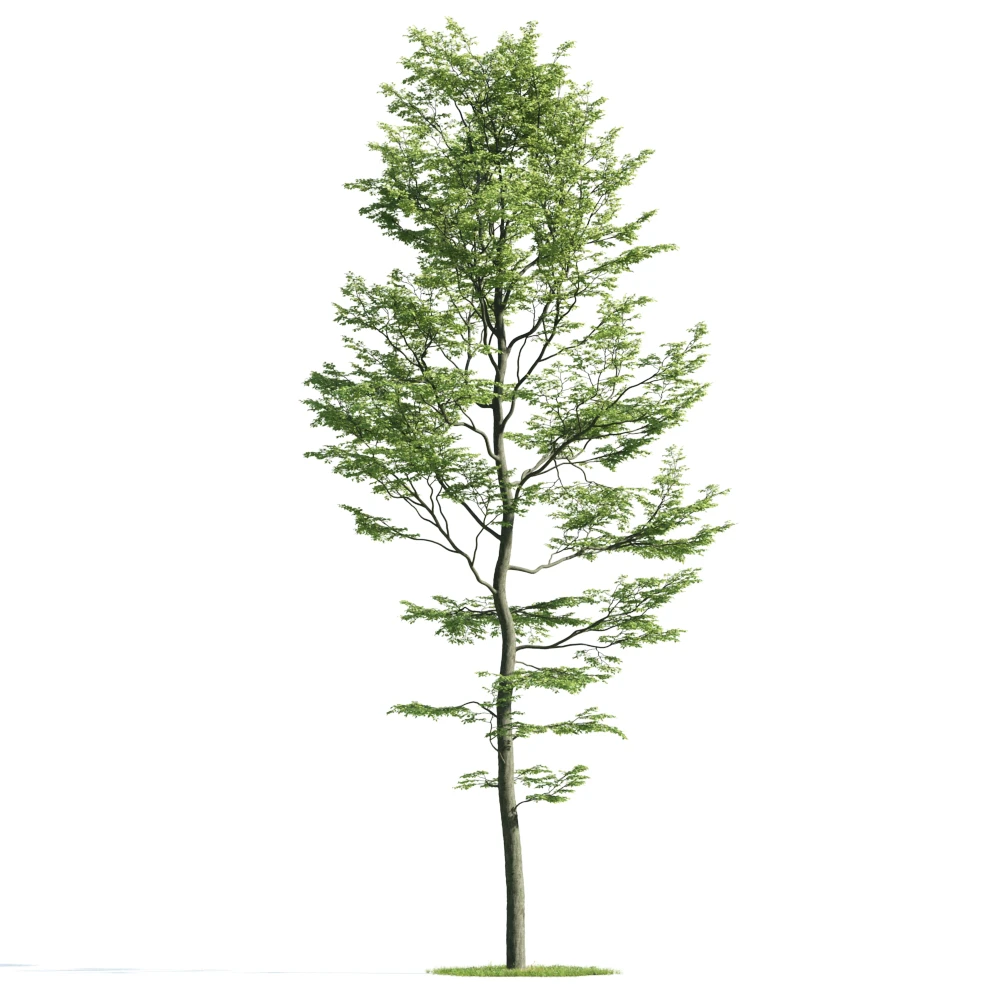 trees 033 — Descargar