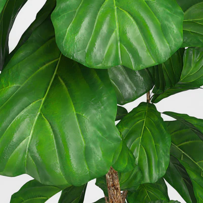 Fiddle leaf fig tree 3 — Ver 2
