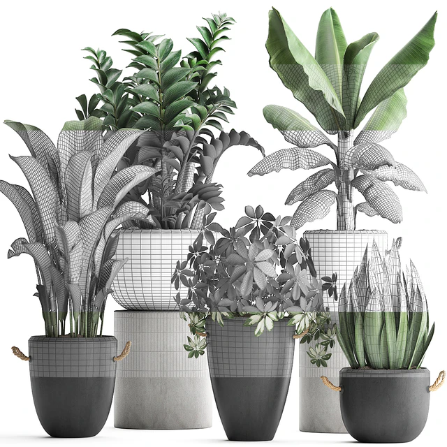 Plant Collection 392. Banana, Zamioculcas, Caladium, Schefflera, pot, flowerpot, concrete, outdoor — Descargar