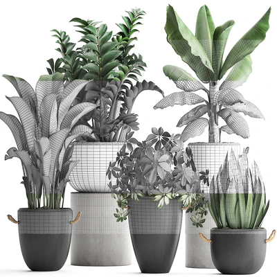 Plant Collection 392. Banana, Zamioculcas, Caladium, Schefflera, pot, flowerpot, concrete, outdoor — Ver 3