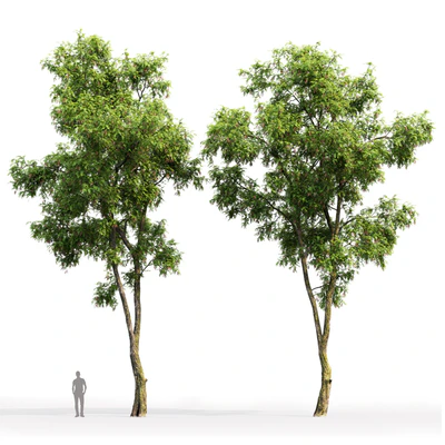 Robinia Pseudoacacia — Ver 3