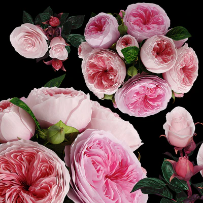 Roses — Ver 3