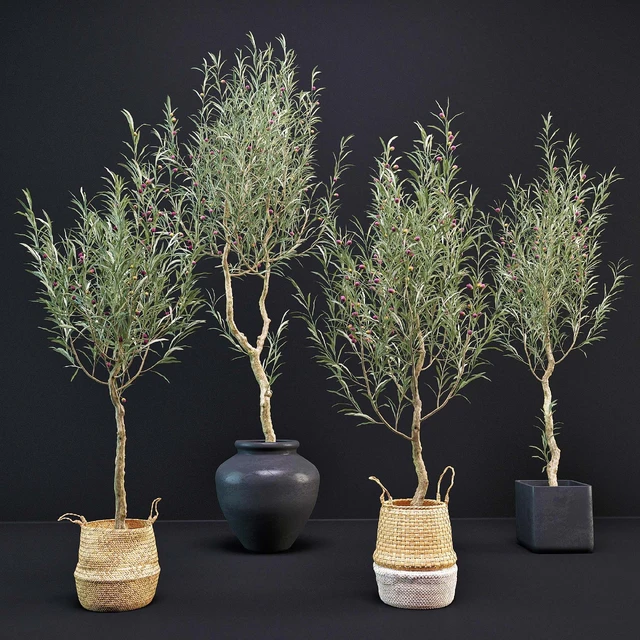 Olive Tree — Descargar