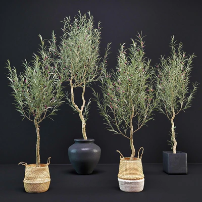 Olive Tree — Ver 1