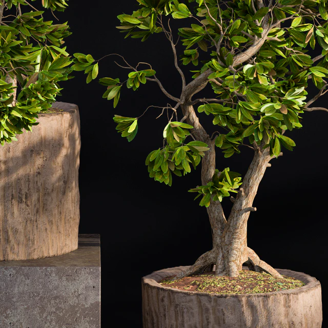 Bonsai broadleaf wooden pot — Descargar