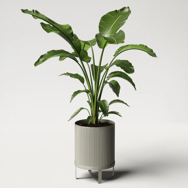 strelitzia plant — Скачать
