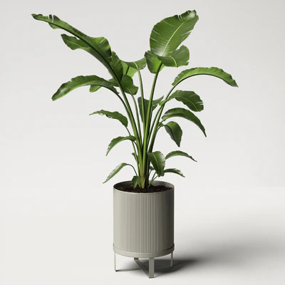 strelitzia plant — Вид 5
