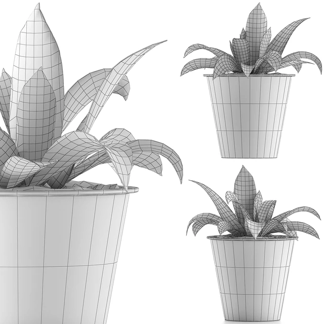 Plant collection 105 Agave — Скачать