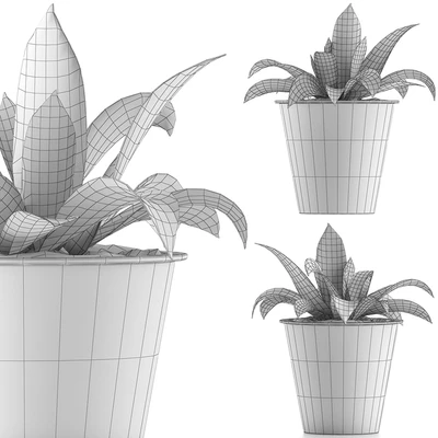 Plant collection 105 Agave — Вид 3