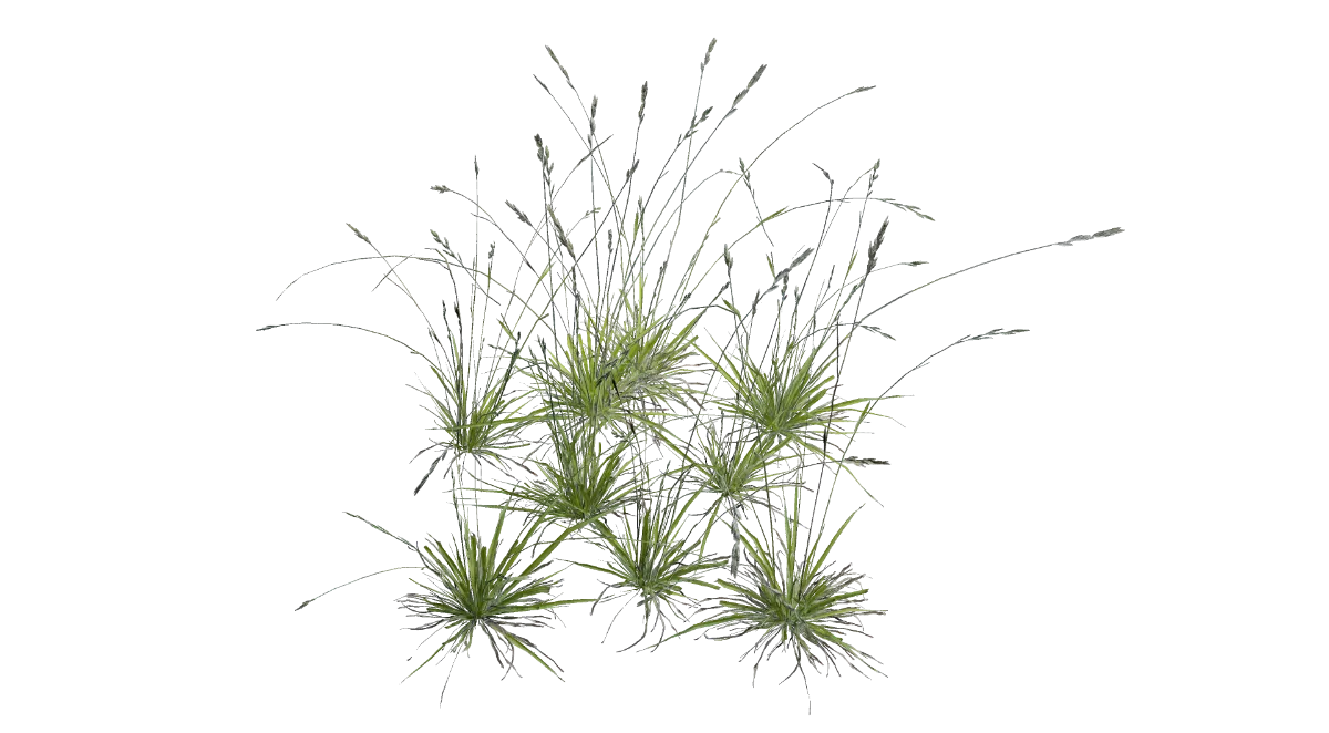 tall grass 003 — Скачать