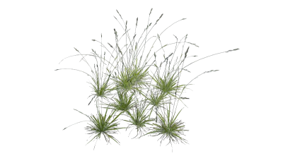 tall grass 003 — Скачать