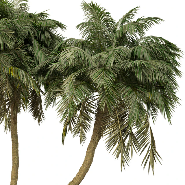 Palm Tree No.36 — Descargar