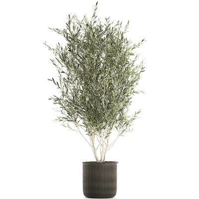 A beautiful little decorative olive tree in a wicker basket. Set 651. — Ver 5