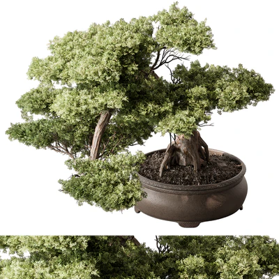 indoor Plant 584 - Bonsai Plant — Вид 3