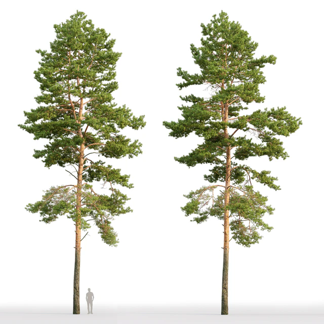 Pine — Скачать