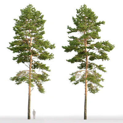 Pine — Вид 4