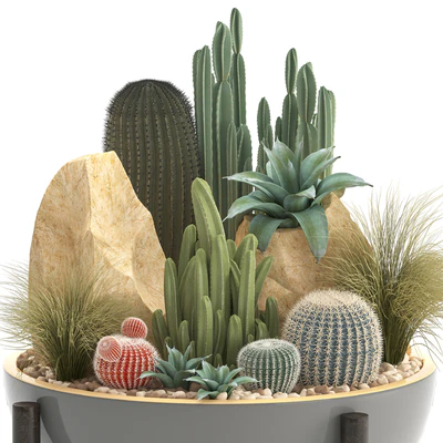 Plant collection 306. Cactus set. cacti, round cactus, flower bed, japanese, cereus, Barrel cactus, desert plants, stones — Ver 3