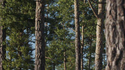 vertex trees — download