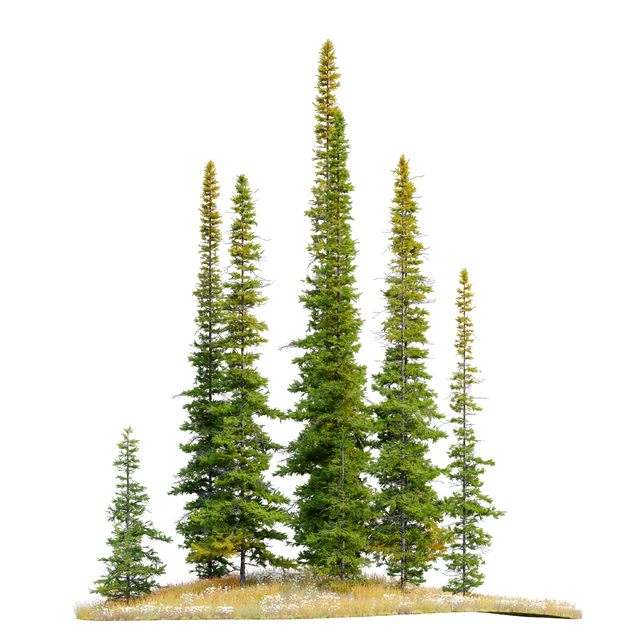 Fir tree 04 — Скачать