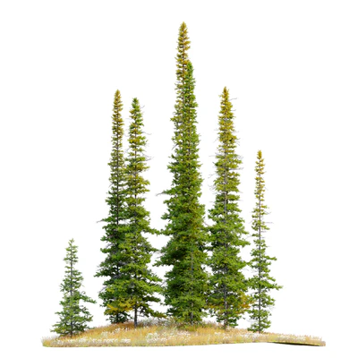 Fir tree 04 — Вид 5