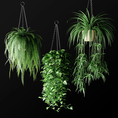 Plants in hanging wicker planters | Plants in Hanging Wicker Planters — Ver 1