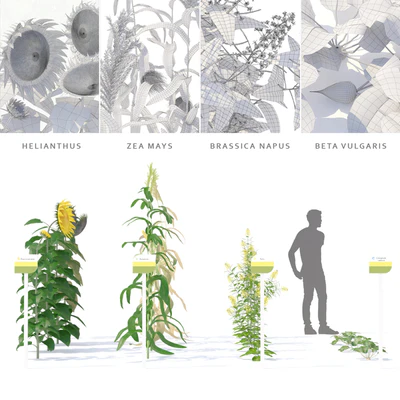 Vegetable garden | Kitchen garden.vol 4 — Ver 4