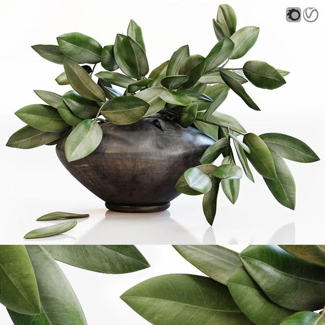 Amazing plant in black vase — Скачать