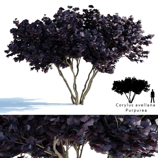Common hazel | Corylus avellana Purpurea — Descargar