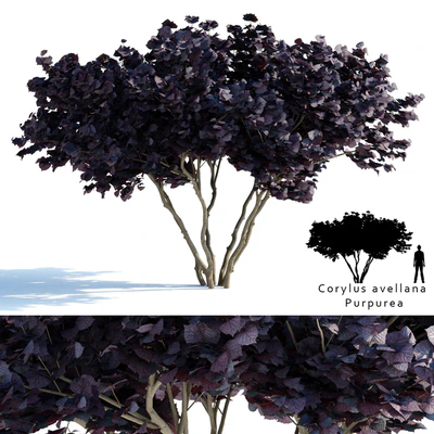 Common hazel | Corylus avellana Purpurea — Ver 1