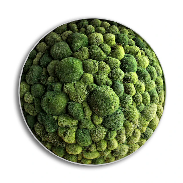 panel moss boulder — Descargar