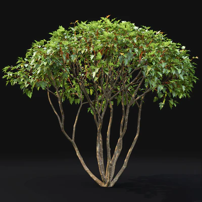 Acer — Вид 4