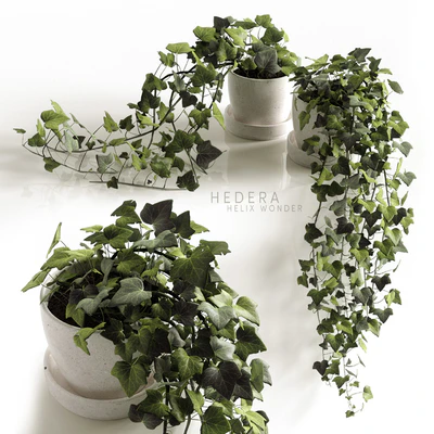 Hedera Helix wonder — Ver 1