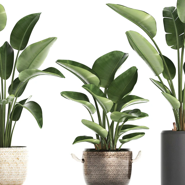 Plant Collection 445. banana palm, basket, rattan, bush, strelitzia, strelitzia, interior, office plants — Descargar
